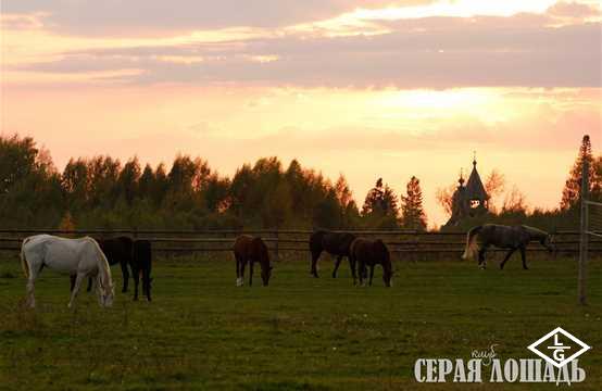 Племенной завод Серая Лошадь